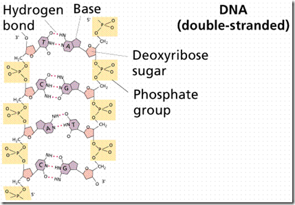 Nucleic Acids from Biochemistry Den DNA double strand held togethor by Hydrogen base bond