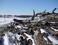 logpile