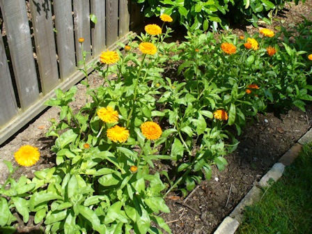 [Calendula1%255B2%255D.jpg]