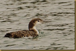 Common Loon MSB_8450 NIKON D300S July 03, 2011 Common Loon MSB_8450 NIKON D300S July 03, 2011