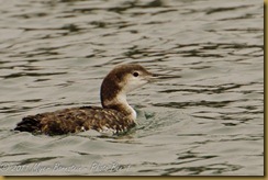 Common Loon MSB_8450 NIKON D300S July 03, 2011