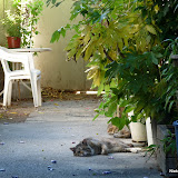 Lazy Cat