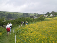 Buttercup Meadow