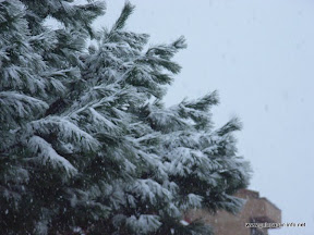 pino_nevado.jpg