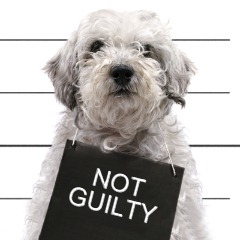 [bad-dog%255B7%255D.jpg]