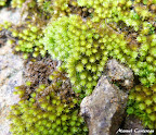 Bryophyte (1).JPG