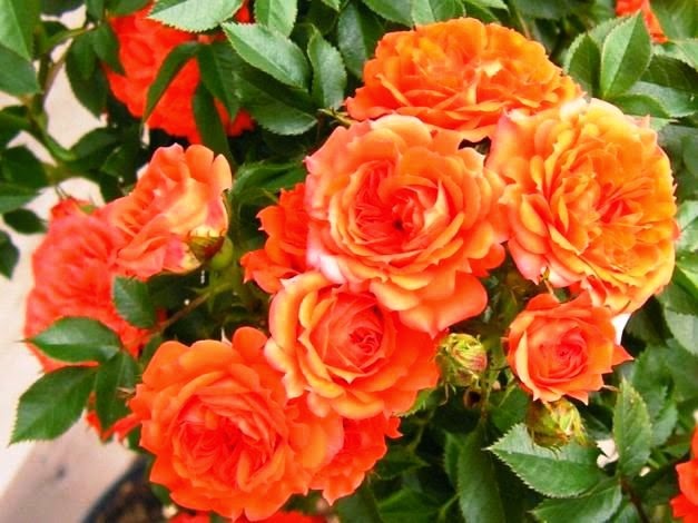 [Rosa-Top-Star3.jpg]