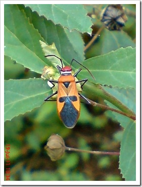 Dysdercus cingulatus - Bapak Pucung - Red Cotton Bug