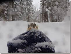 Dog sled 2014, snow 021 - Copy