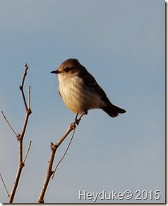 Madera Canyon female Vermillion Flycatcher 2