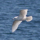 Iceland gull