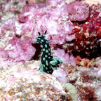 Nudibranch