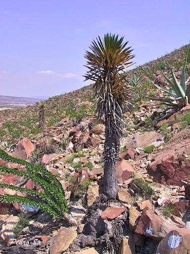 Nombres+De+Plantas+Del+Desierto Nombres De Plantas Del Desierto http://picasaweb.google.com/lh/photo ...