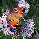 The big 'eyes' of the Peacock butterfly are so strinking and beautiful - despite being there to scare predators away!