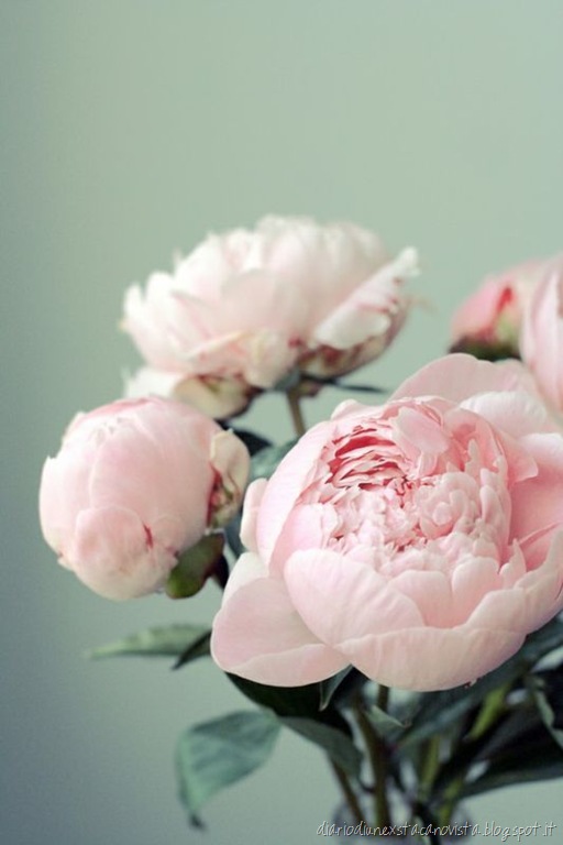 [peony%255B3%255D.jpg]