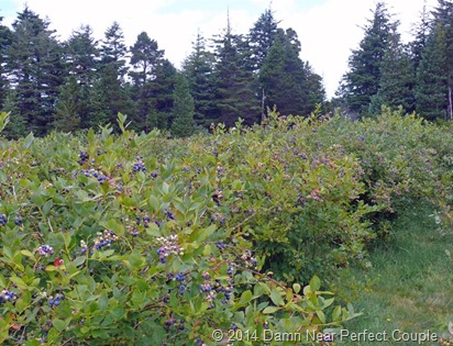 Blueberry bushes