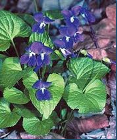 blue violets