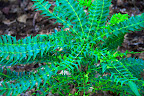 IMG_1103_4_5_spikey_leaf_plant.jpg