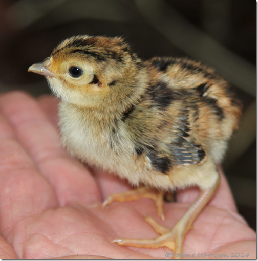 pheasant-chick-5