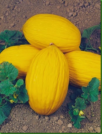 Melão napoletano giallo Melão napoletano giallo
