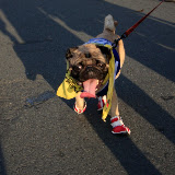 Pet Express Doggie Run 2012 Philippines. Jpg (161).JPG