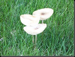 Mushroom Cups 6