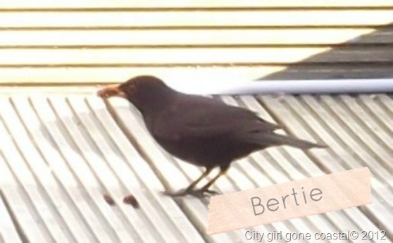 blackbird