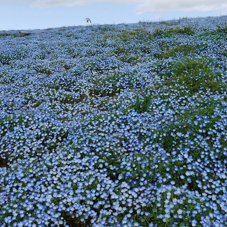 hitachi-seaside-park-6 hitachi-seaside-park-6