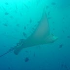Eagle ray