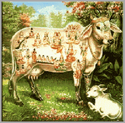 vaca sagrada vaca sagrada