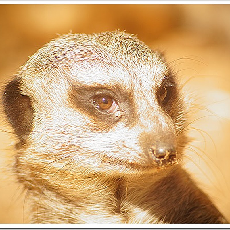 Public domain meerkat pictures