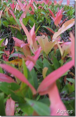 IMG_7854 IMG_7854