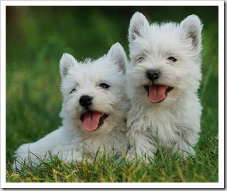 West-Highland-White-Terrier_Fotos_3