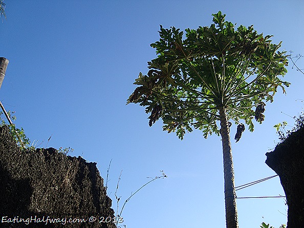 Tall Papaya Tree