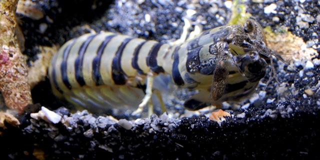 [aquarium31%255B2%255D.jpg]