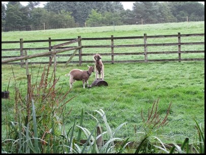 2 Goats Playing next Tom of the Wood 2 Goats Playing next Tom of the Wood