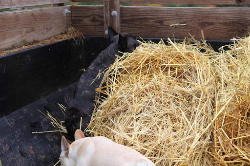 Let's make a nice pile because we've got more to load in here!  Then we can cart it off to the compost pile.