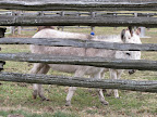 Oh, hi donkeys!  My name is Ghenghis Khan - G.K. for short!