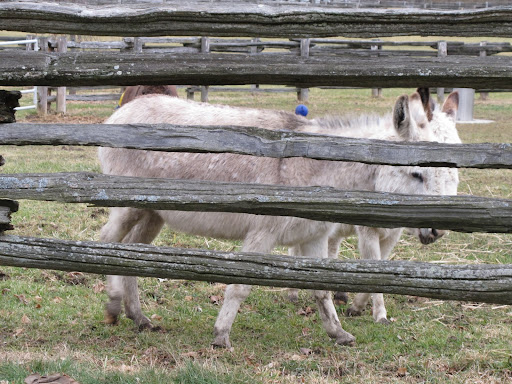 Oh, hi donkeys!  My name is Ghenghis Khan - G.K. for short!