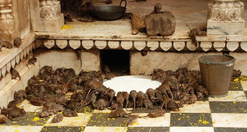 karni-mata-temple-5 karni-mata-temple-5