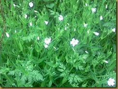 http://www.wildlifetrusts.org/species/greater-stitchwort