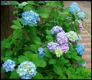 bush_1272 bush_1272