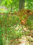 Under a beech tree, seedlings or suckers (couldn't tell which) emerge with a pretty pink-russet color. Spring beauty (Claytonia virginica) grows alongside.