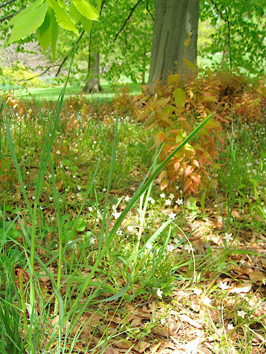 Under a beech tree, seedlings or suckers (couldn't tell which) emerge with a pretty pink-russet color. Spring beauty (Claytonia virginica) grows alongside.