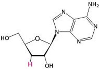 Cordycepin