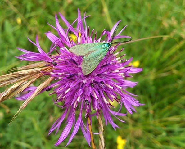 Forester on Greater Knapweed at Salisbury Plain