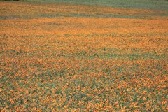 Round Top Round Top