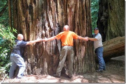 The Redwoods of Stout Memorial Grove. Joe, Dave and Dale. This tree was probably 12 foot in diameter.
