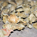 DSC_0214.jpg