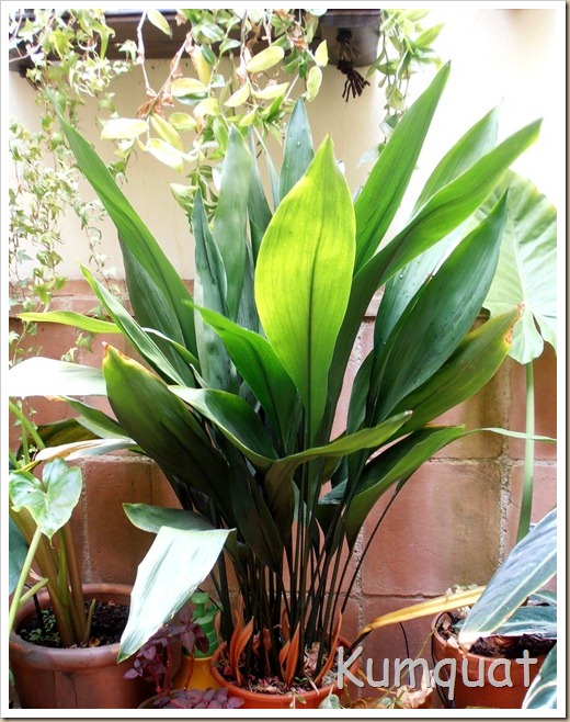 aspidistra 3